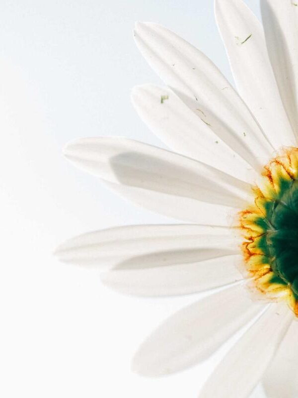 Nulla sapien etiam rutrum justo donec neque