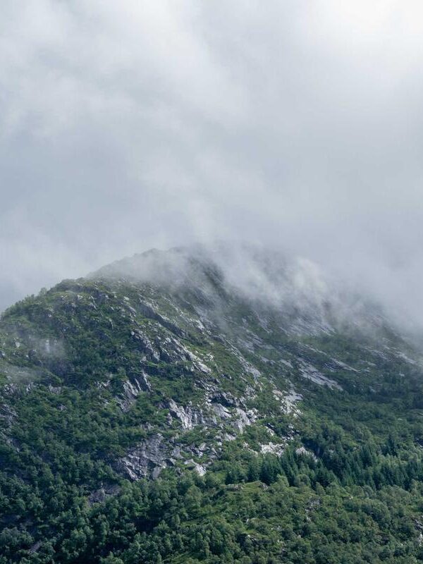 Tincidunt nisl auctor vehicula finibus diam nunc varius fringilla